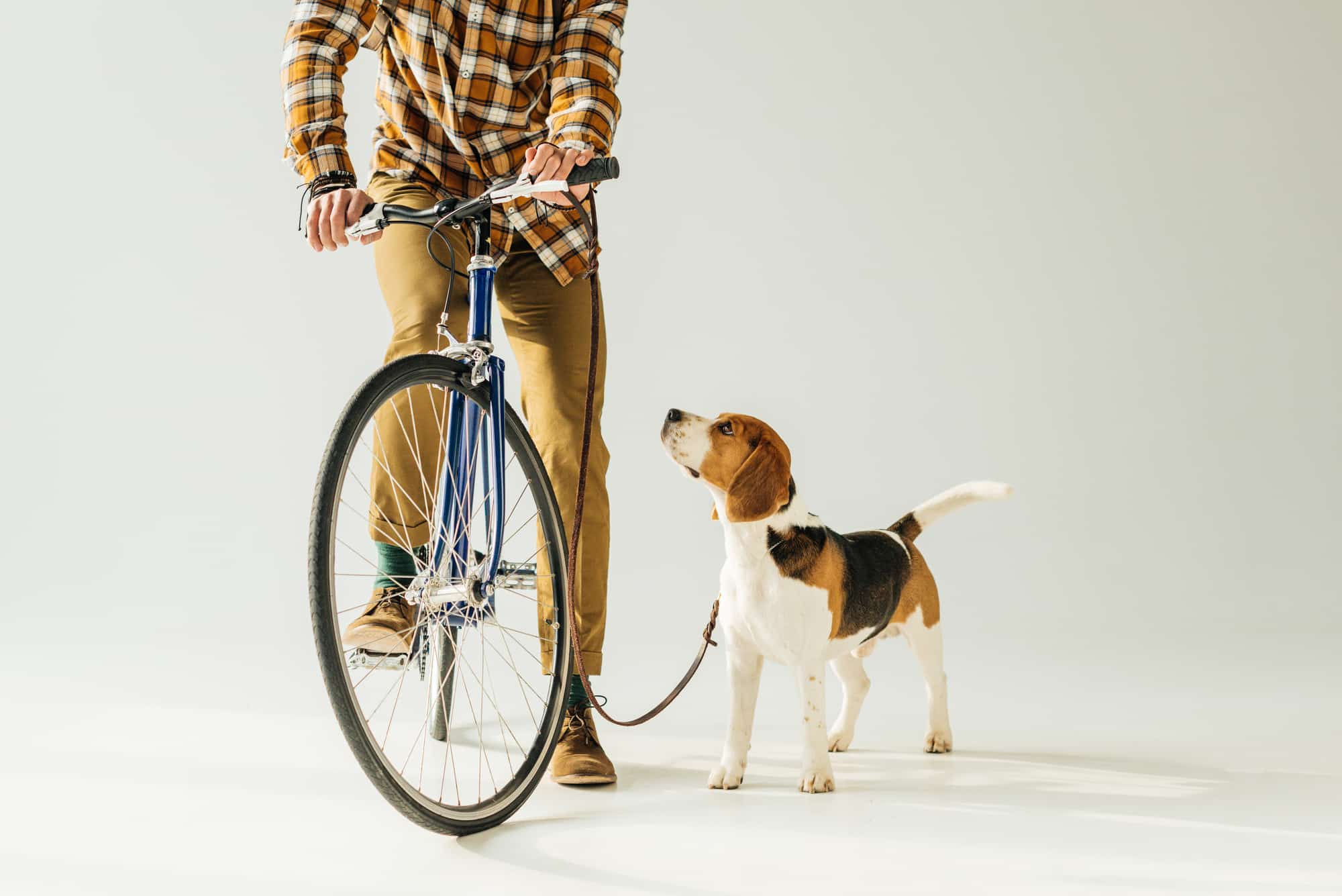 hund fahrrad fahren