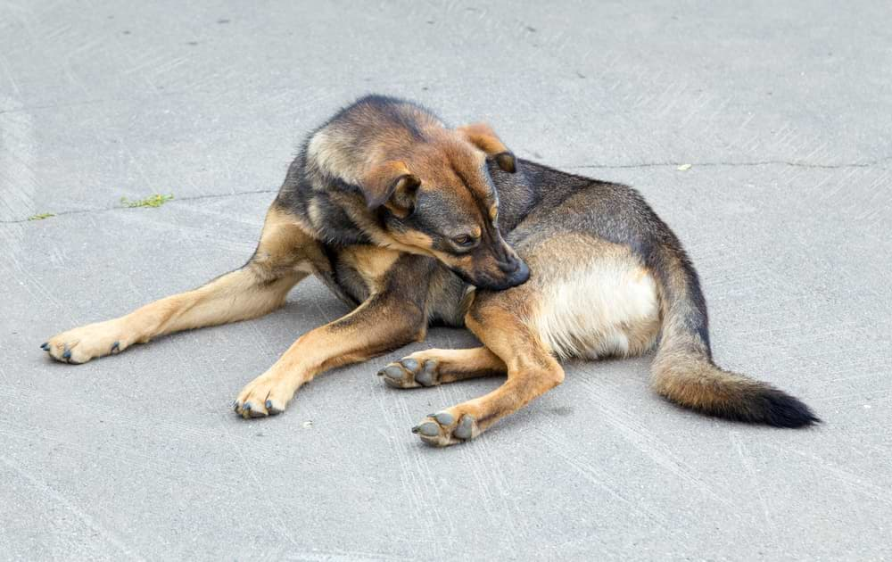 Übersprungshandlungen beim Hund Erkennen und richtig reagieren!